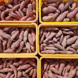 해남 고구마 호박고구마 꿀고구마 베니하루카 산지직송 (꿀) 대왕 10kg 무료배송 이벤트