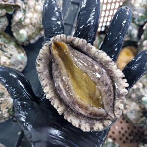 완도 참 전복 특대 전복 1kg(7-8마리) 전복회