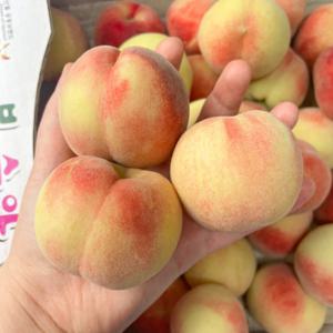 제철 복숭아  2kg 외 택1 딱딱이복숭아 말랑이복숭아 천도복숭아 백도복숭아 황도복숭아 납작복숭아 아삭이