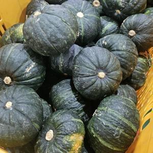 최저가 보장 가정용 제주 보우짱 단호박 밤호박 8kg