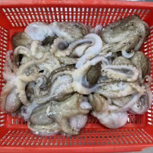 국내산 봄 주꾸미 1kg  (7-12미내외) 국내산 급냉 주꾸미