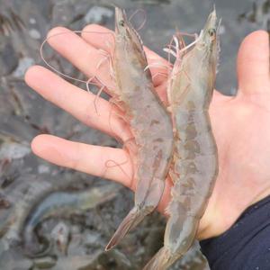 KJP마켓 국내산 활 흰다리새우 1kg 30~40미