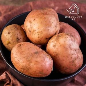 [웰굿] 속이 노란 카스테라감자 홍감자 5kg(소,개당50g이하)