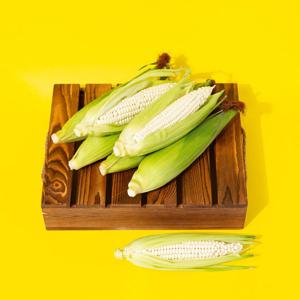 [더조은] 강원도 찰진 미백 찰 옥수수 (12cm이상) 10개