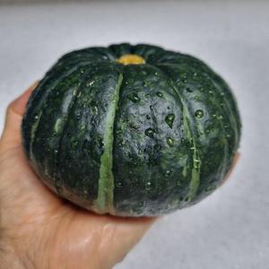제주 미니단호박 보우짱 못난이혼합 5kg(9-42과)
