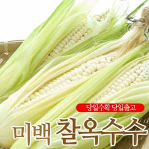 [7월7일부터 순차출고][흰댕이]따자마자 보내는 미백 찰 옥수수20개(16cm이상)