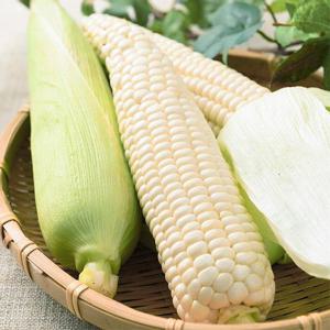 [자연맛남] 전라도 햇 미백 찰 옥수수 25개입 (특품/14cm이상)