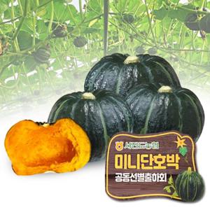 [서진도농협] 진도 미니 밤호박 4kg(8~14개)