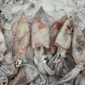 국내산 제철 한치 생물 1kg