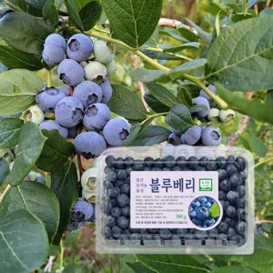 알 큰 음성 유기농 블루베리 1kg (500g x 2팩)