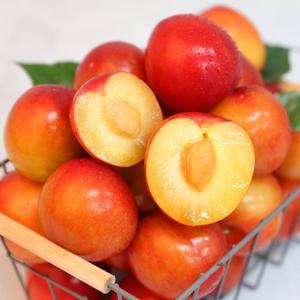 대석 자두 소과 2kg (70과 내외)
