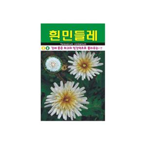 베란다텃밭 한국 흰민들레 씨앗 야생화 꽃씨 종자 품종 정원 50립