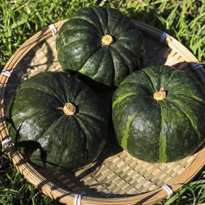 [자연품애 밤호박] 제주 미니밤호박 8kg 특품