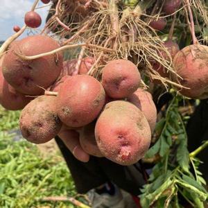 갤러리아_국내산 포슬포슬 홍감자 특(120~250g) 5kg