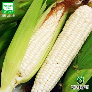 [정선농협] 강원도 미백 찰옥수수 30개(특품/18cm내외) /지리적표시제인증