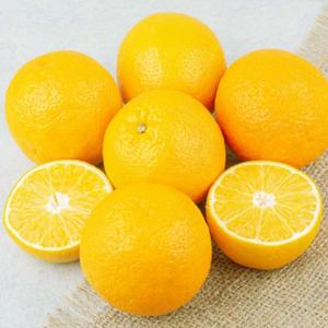 제주 황금향 가정용 3kg(7~20과)