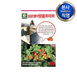 앉은뱅이 방울 토마토 씨앗 50립 . 실내 화분 씨 종자 빨간 채소 키우기 재배.
