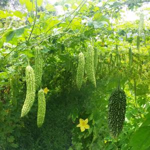 [산지직송] 의령 생여주 3kg