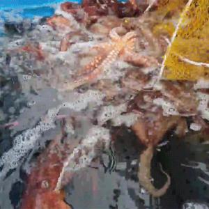[산지직송] 남해안 생물 활 돌문어 2kg내외(4-6미)