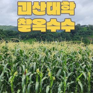괴산대학 햇 찰옥수수 30개 (17cm이상)