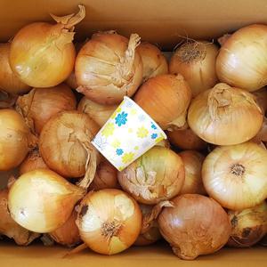 [더조은] 달큰한 무안 일반양파 10kg (중대혼합)