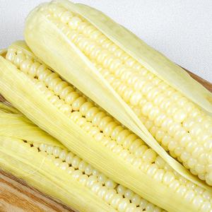 [농부마음] 괴산 대학 찰옥수수 20개입 특품
