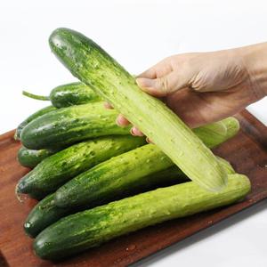 국내산 청오이 5kg(21개내외)