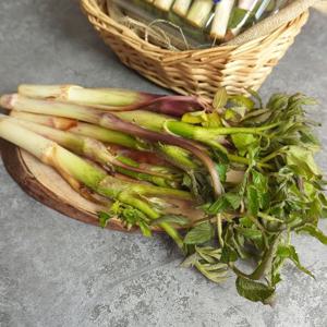 [더조은] 국내산 땅두릅 500g