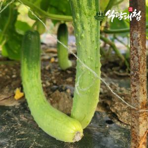 갤러리아_식탐대첩 국내산 못난이 다다기오이 10개 약2kg