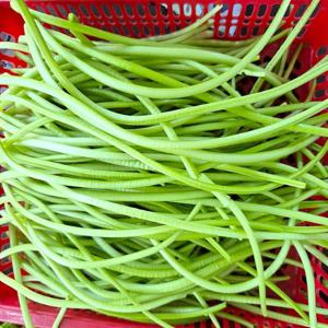농장직송 껍질제거 고구마순 깐고구마순 1kg