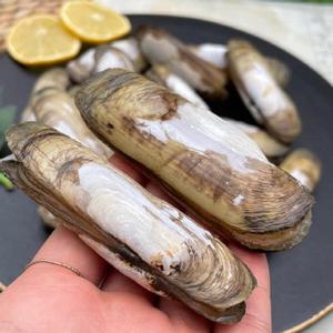 남해 생물 맛조개 1kg