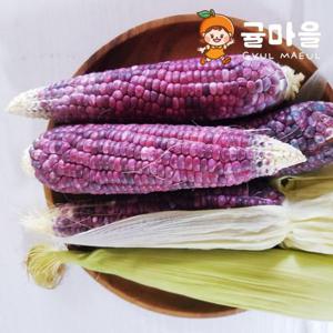 귤마을 국내산 흑찰옥수수 10개 16cm이상