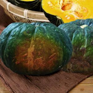제주 미니 단호박 밤호박(보우짱) 10kg (못난이)