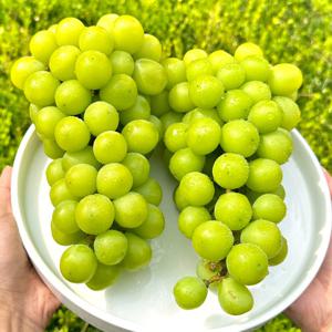 당일선별 달콤한 꿀당도 샤인머스켓 망고포도 2kg (2~3수)