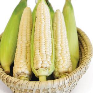 괴산 대학 찰옥수수 로얄과 10개+1개 (16-20cm) 외