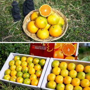 고품질 제품만 선별한 제주 하우스 감귤 (2kg/3kg/5kg)