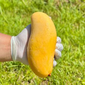 망고 태국 골드망고 무지개망고 마하차녹 항공수입 5KG