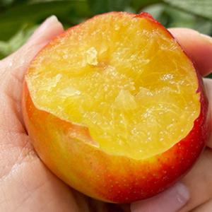 꿀자두 대석로얄 후무사자두 1kg/2kg/3kg/5kg 임산부과일 새콤달콤