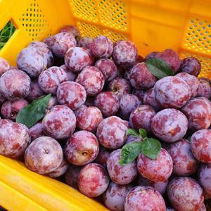 [07/30 발송시작] 경북 와촌 프리미엄 피자두 로얄과 1kg 2kg