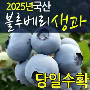 블루베리 생과 1kg(대 15mm 이상) 생 열매/품종별 구분 500g 포장/국산 전북장수 당일수확