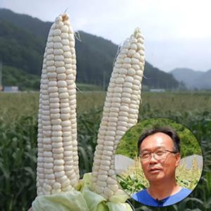 괴산대학찰옥수수 특상품 30개 1박스 당일수확 당일발송 7월중순 순차발송