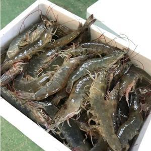 [통큰수산]활새우 25년 첫 출하 국내산 신안 1kg 흰다리새우 제철 생물 왕새우 35미내외