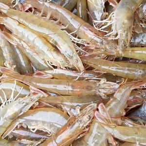 국내산 제철 흰다리새우 활 새우1kg 빙장포장 크기별 국내양식