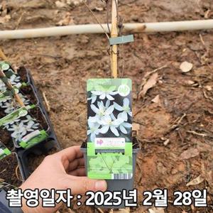 착한가격 나무생각 / 클레마티스(큰꽃으아리) / 그랜디 플로라 / P9 포트 / 개화주