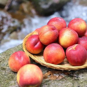 때깔찬 제철과일 신비 복숭아 2kg, 4kg 산지직송