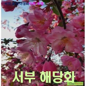 조경씨앗 서부해당화 씨앗  25립