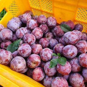 [07/30 발송시작] 경북 와촌 프리미엄 피자두 로얄과 1kg 2kg