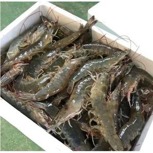 [통큰수산]활새우 25년 첫 출하 국내산 신안 1kg 흰다리새우 제철 생물 왕새우 35미내외