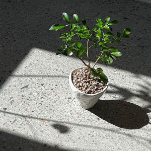 오렌지자스민 20-25cm 데스크테리어 포인트식물 플랜테리어 인테리어식물