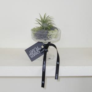 틸란드시아 이오난사 (Tillandsia ionantha) 유리 고블렛 테라리움
